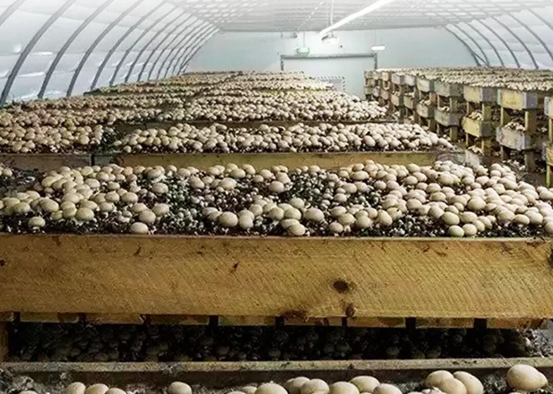 Oyster Mushroom Farming In India Is A Rapidly Growing Industry 