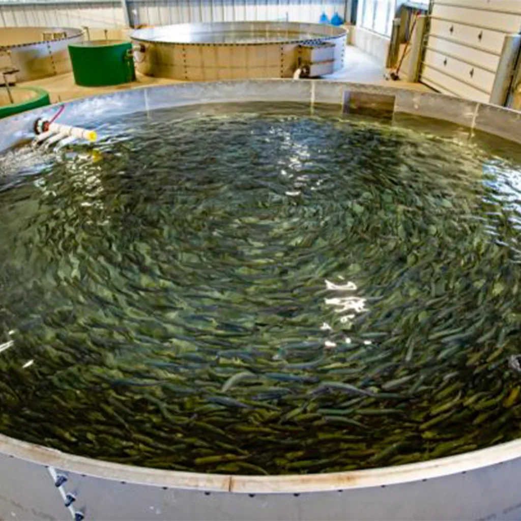 From Eggs to Profit: How to Start a Fish Hatchery Business