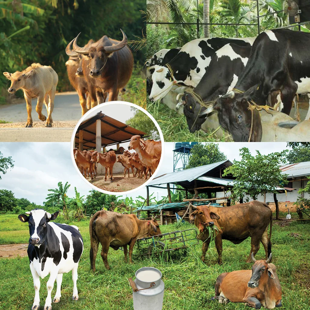 dairy farm business plan in india